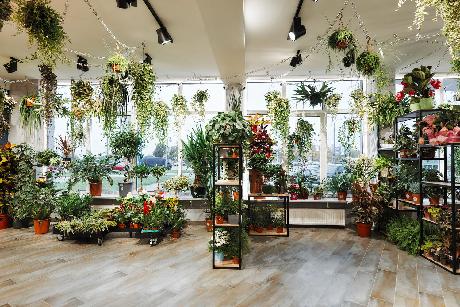 Где Купить Комнатные Растения В Екатеринбурге