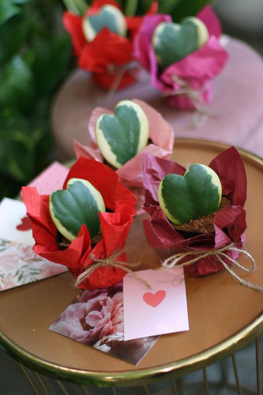 Хойя Керри в упаковке