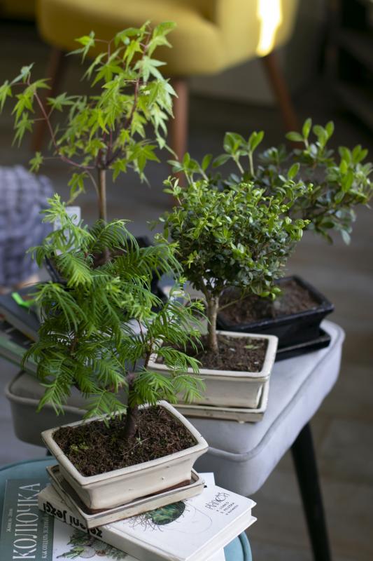 Бонсай микс/Bonsai mix  