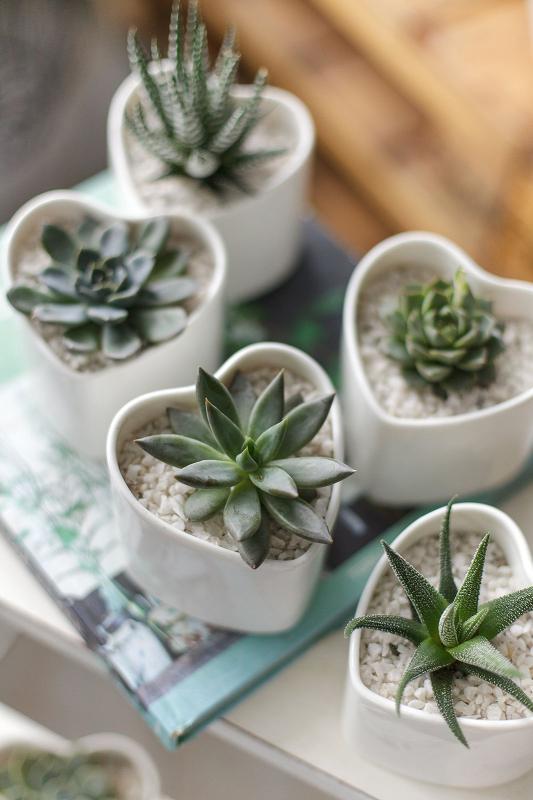 Эхеверии микс/ Echeveria