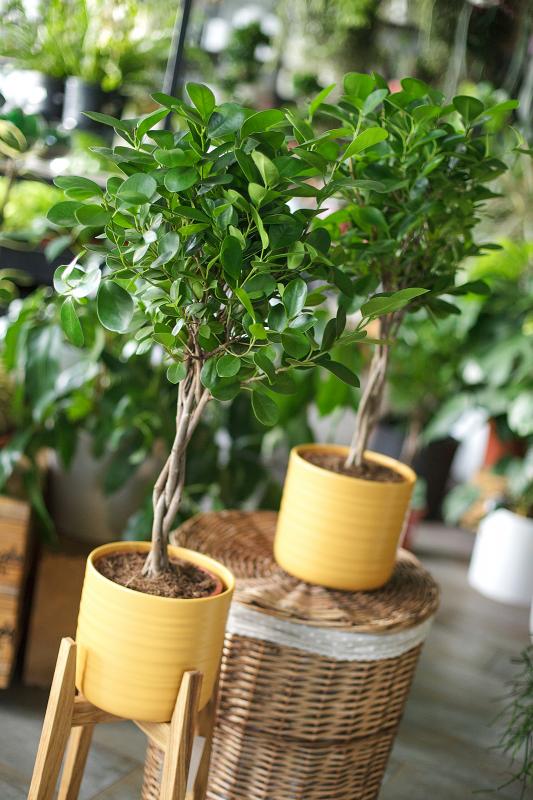 Фикус Моклейм  / Ficus moclame