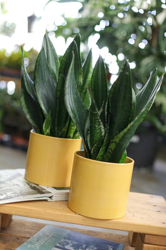 Сансевиерия микс / Sansevieria mix 13.45