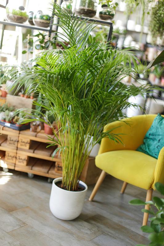 Пальма Арека / Areca 