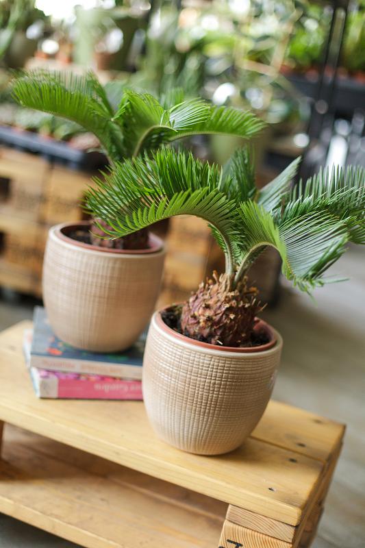Цикас / Cycas 17/40