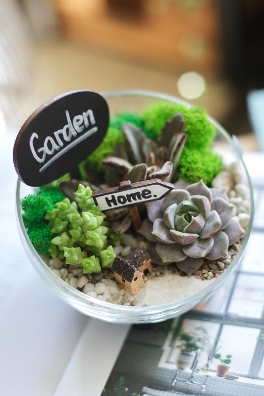 Мини-сад из суккулентов Е0112 (d14 см)