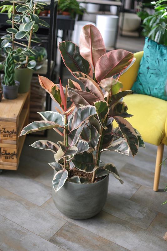 Фикус Эластика 'Белиз'/ Ficus elastica 'Belize 