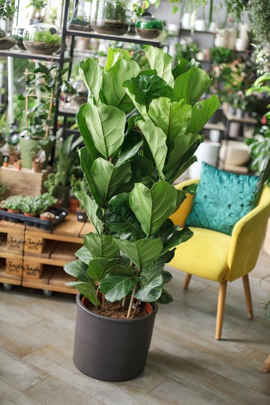 Фикус Лирата / Ficus Lyrata 34.140