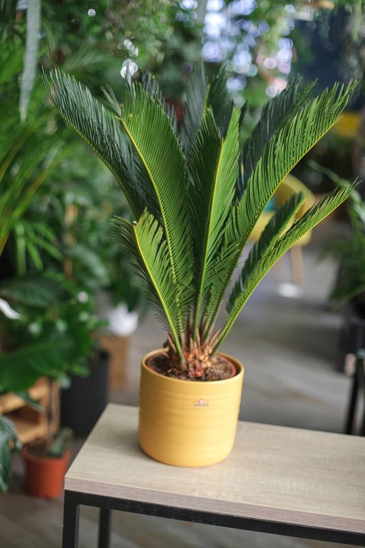 Цикас / Cycas