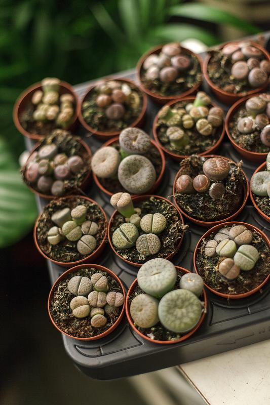 Литопсы/ Lithops 