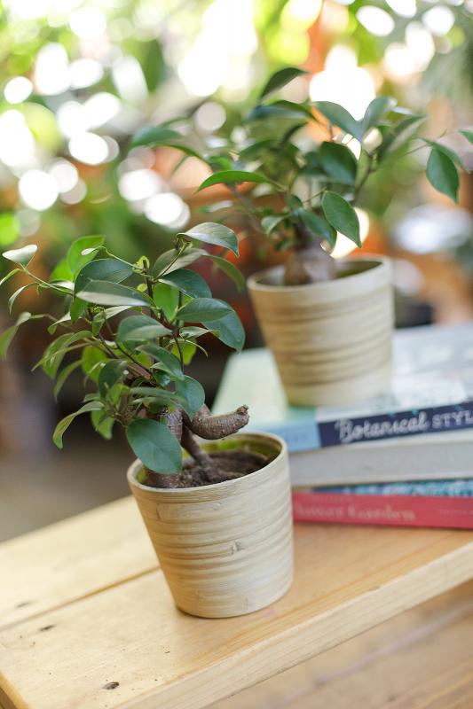 Бонсай гинсенг/bonsai Ginseng  