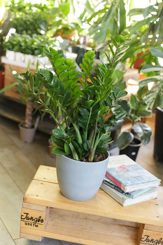 Замиокулькас Мидори /Zamioculcas.