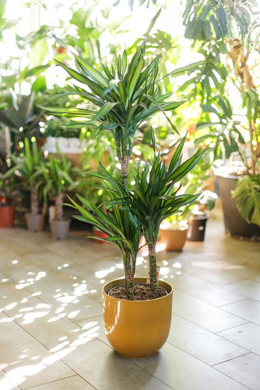 Драцена Рикки / Dracaena 24.110
