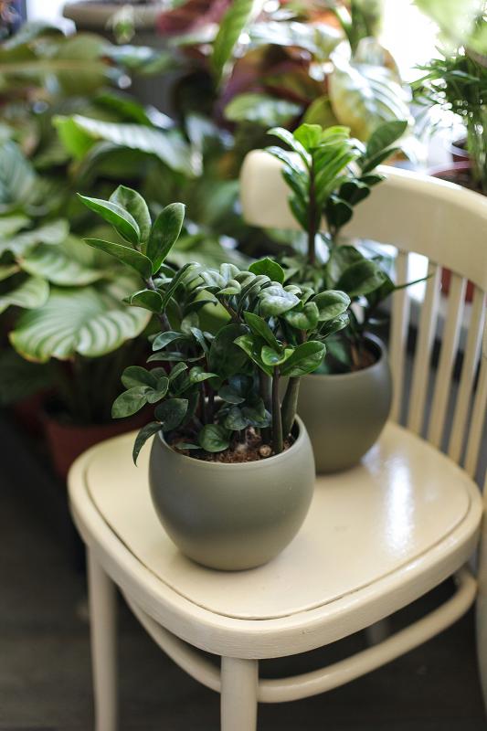 Замиокулькас Занзибар (Зензи) / Zamioculcas Zenzi
