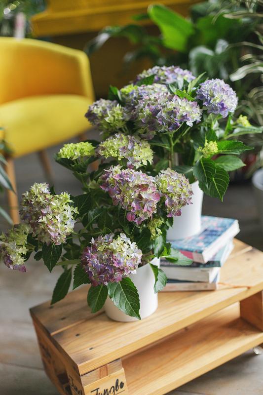 Гортензия / Hydrangea