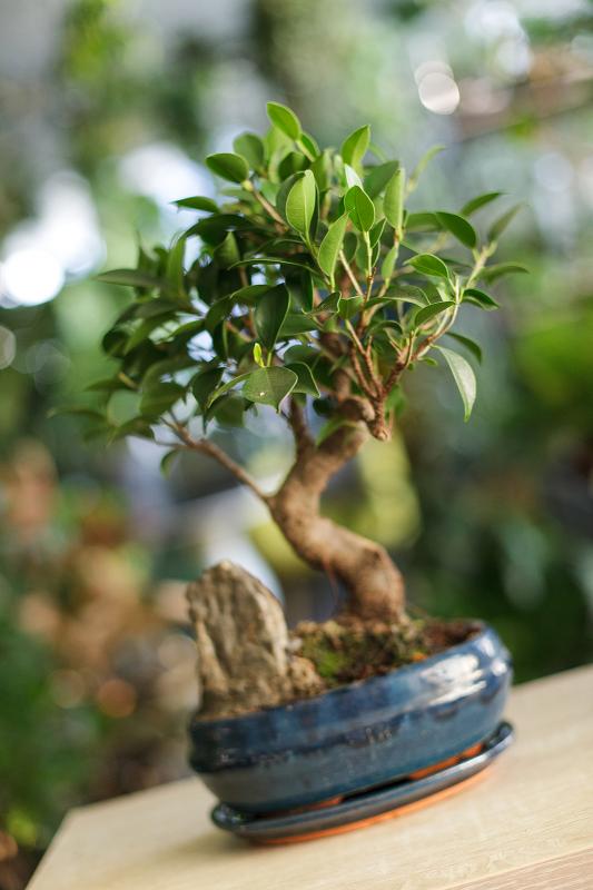 Бонсай микс/ Bonsai