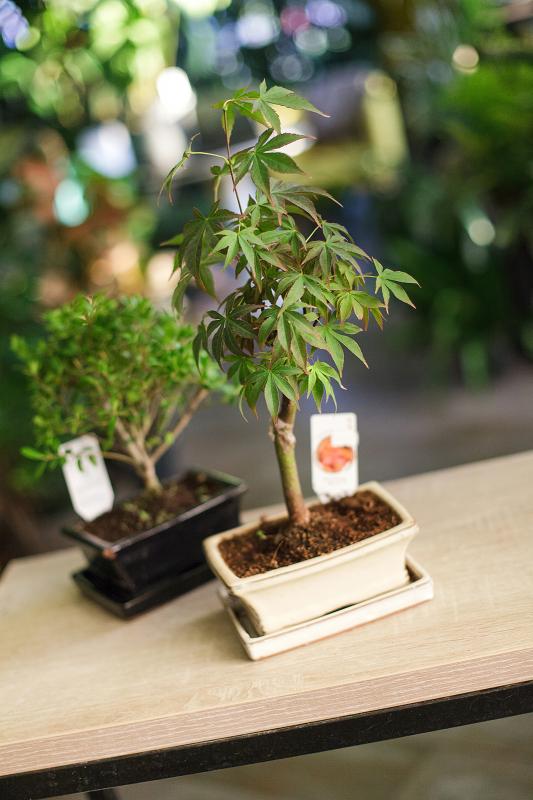 Бонсай в ассортименте / Bonsai 
