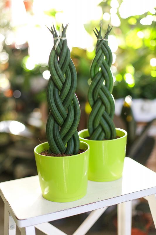Сансевиерия цилиндрическая в форме косички/ Sansevieria cylindrica 
