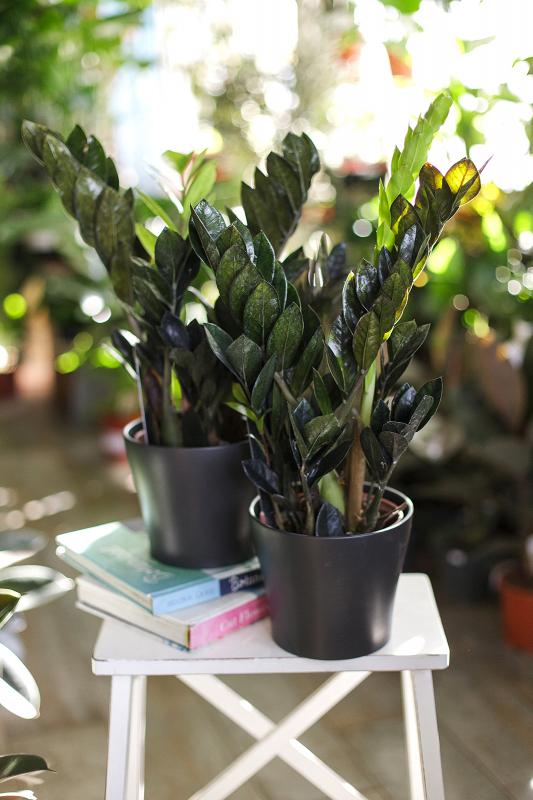 Замиокулькас 'Raven' Равен/ Zamioculcas 16.70