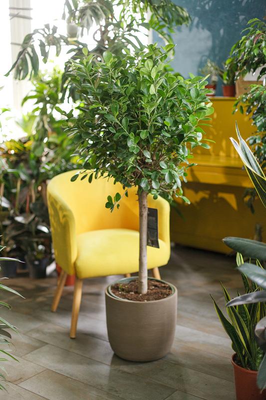 Фикус Моклейм (Ficus moclame) 30.145