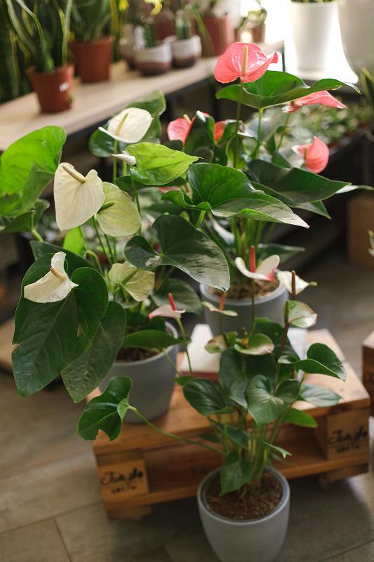 Антуриум микс/ Anthurium mix 