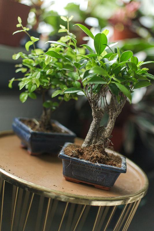 Бонсай микс/ Bonsai mix d15 h20