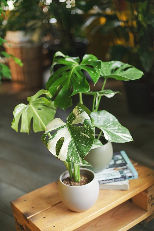Монстера Тайское Созвездие / Monstera Thai Constellation