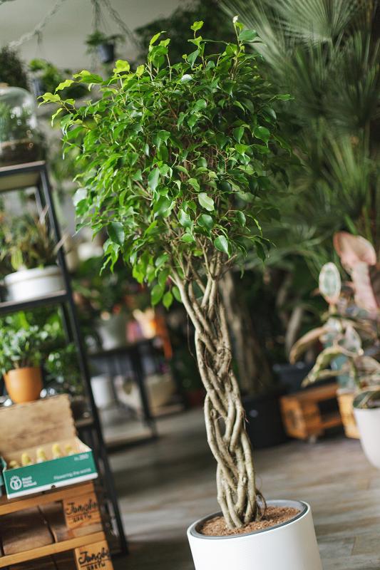 Фикус Бенджамина/ Ficus benjamina 31.145