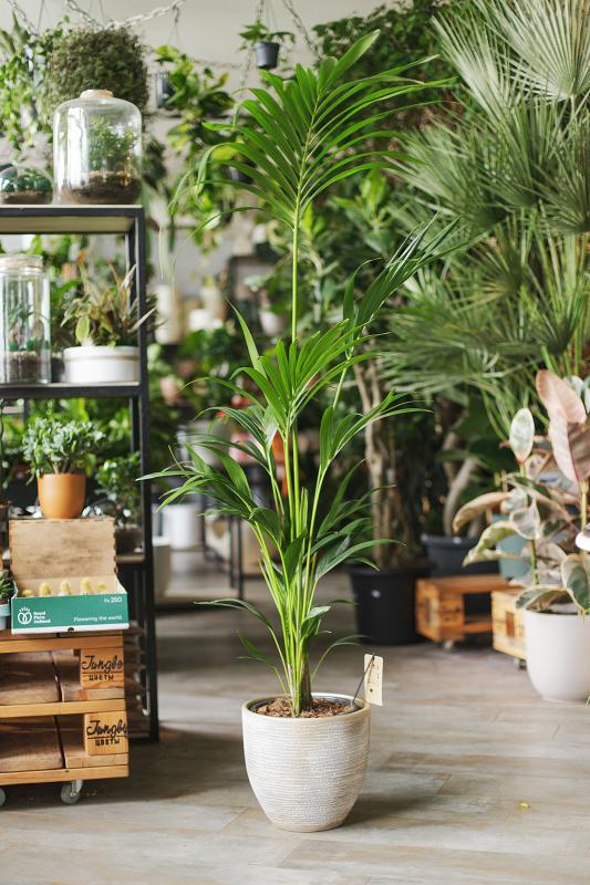 Пальма ХОВЕЯ  