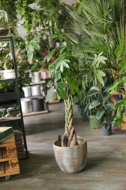 Пахира / Pachira 