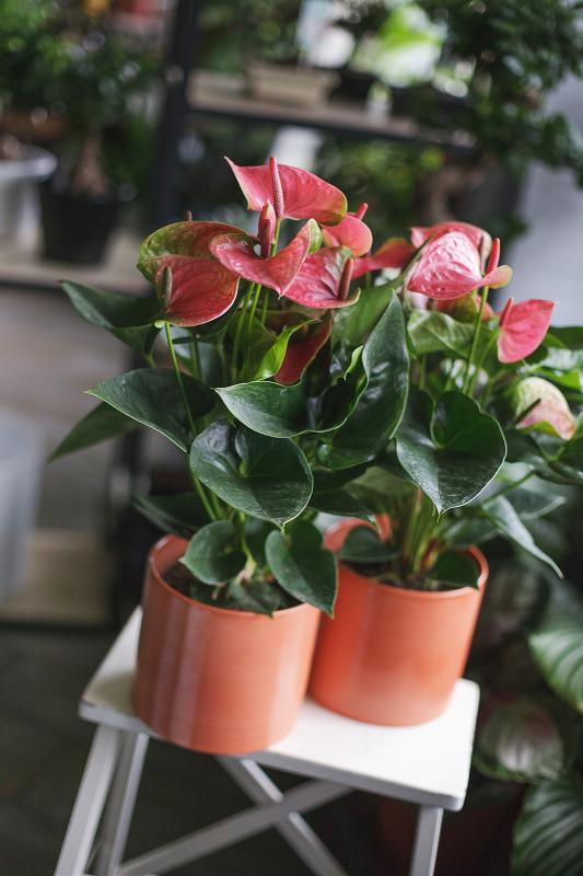 Антуриум 14.55