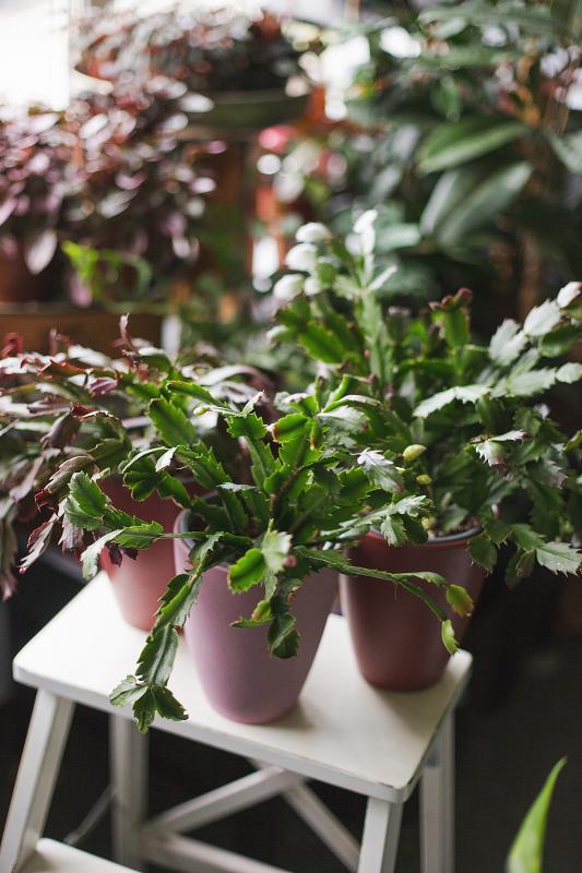 Шлюмбергера / Schlumbergera 12.15