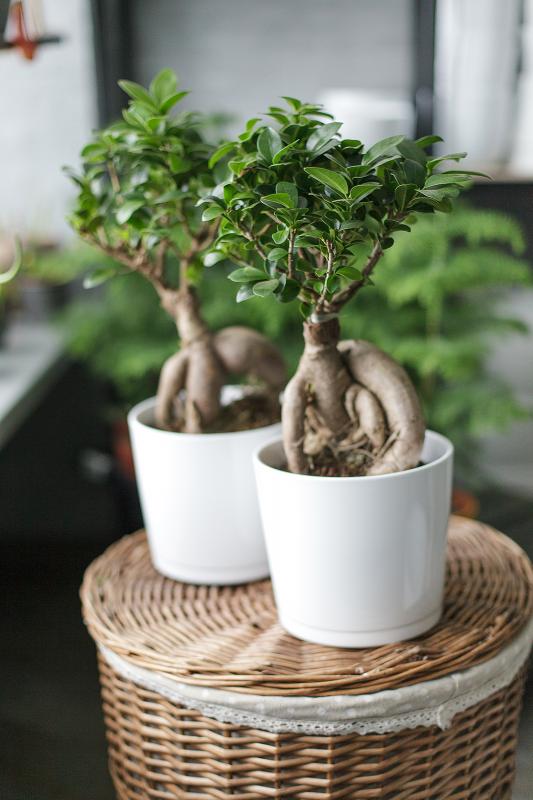 Бонсай Фикус Гинсенг  / bonsai Ficus Ginseng   15.40