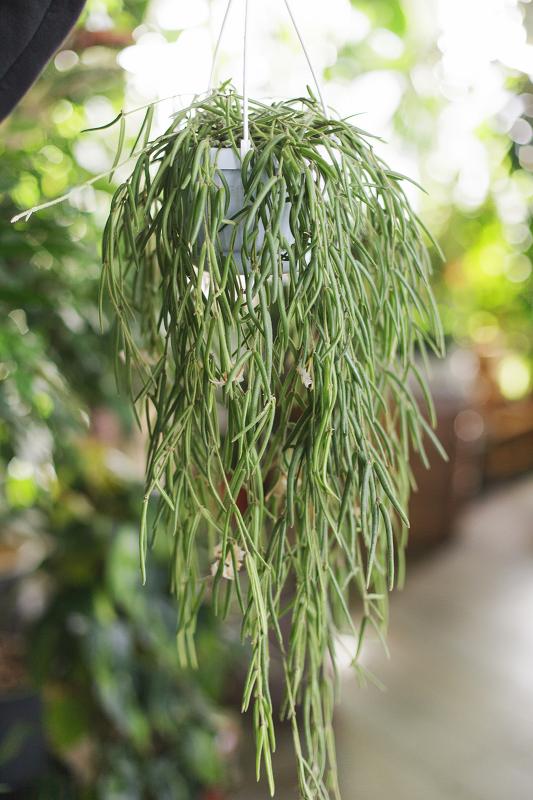 Хойя Линеарис