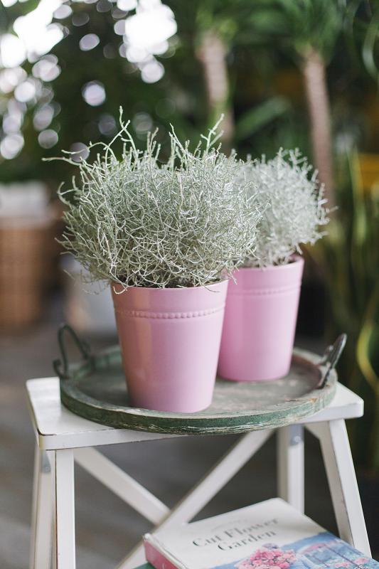 Калоцефалус / Леукофита брауни