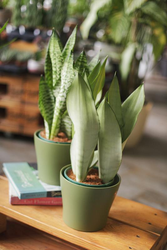 Сансевиерия микс / Sansevieria mix 14.40