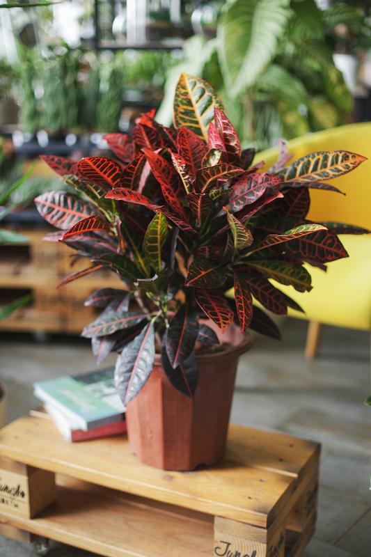 Кодиеум Айстон 27.150