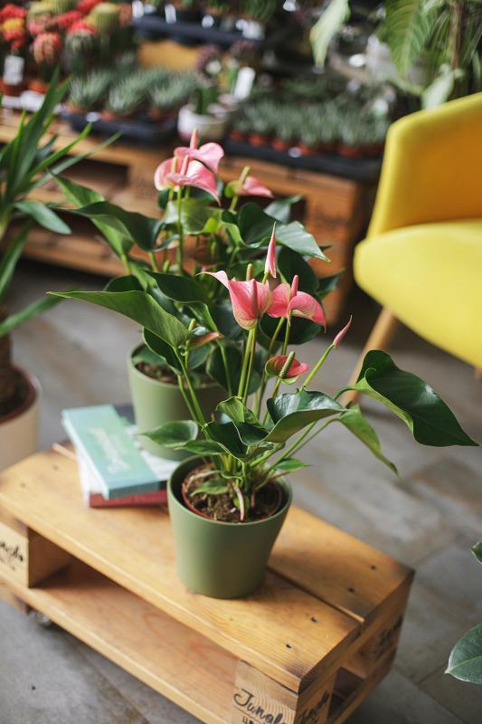 Антуриум Пинк чемпион