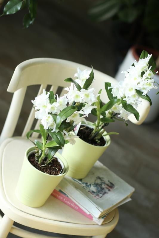 Дендробиум  микс/ Dendrobium