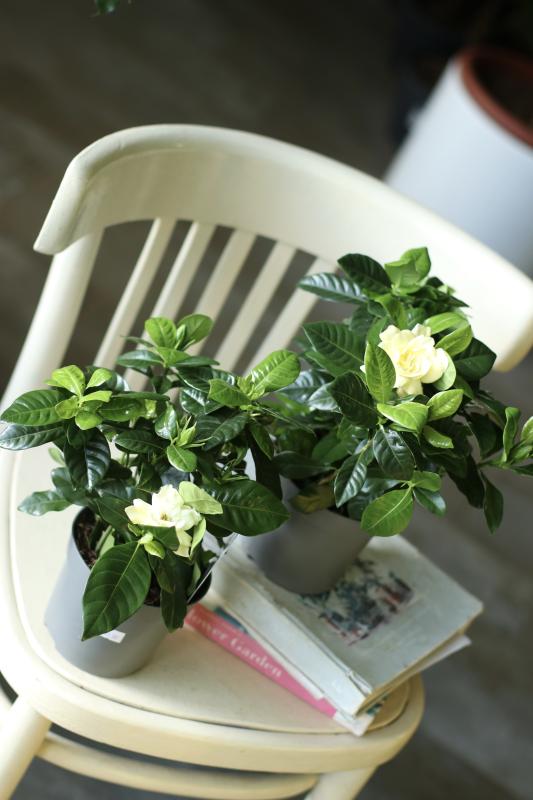 Гардения жасминовидная / Gardenia jasminoides