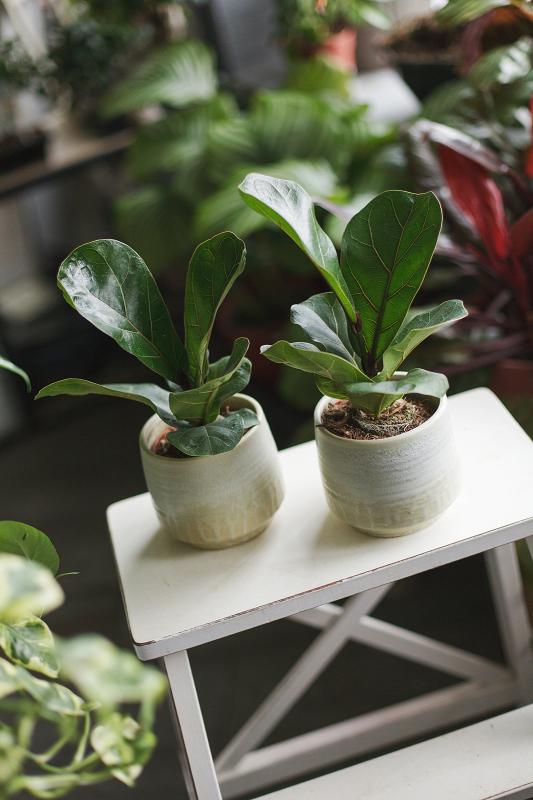 Фикус Лирата Бамбино/ Ficus lyrata Bambino 