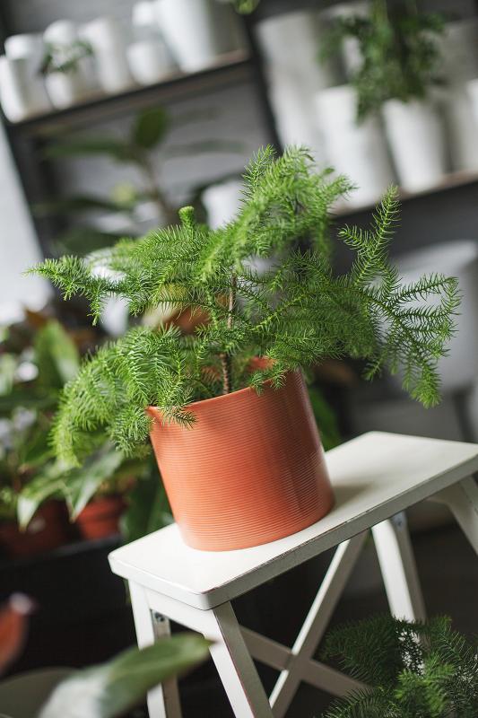 Араукария/ Araucaria 