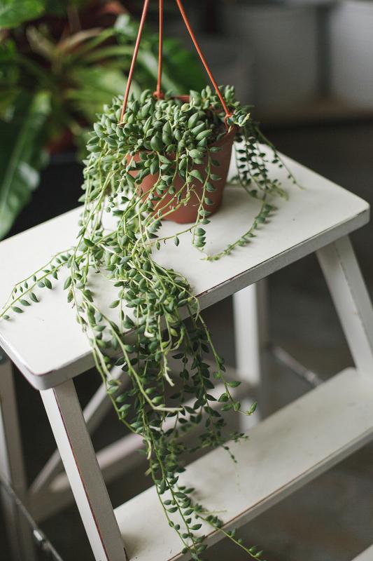 Крестовник Геррейна