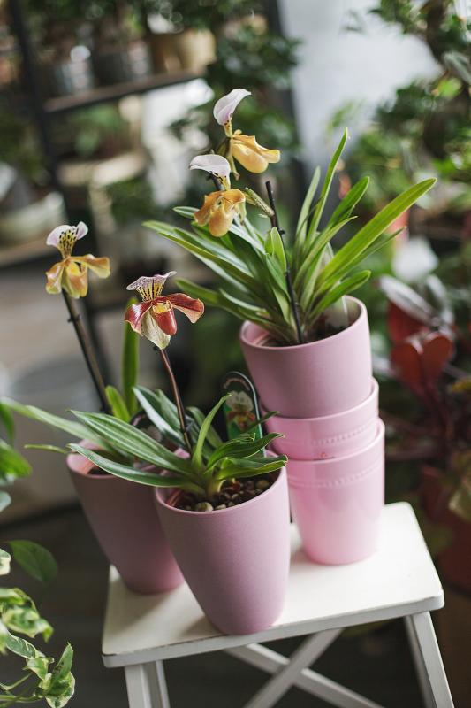 Орхидея Пафиопедилум