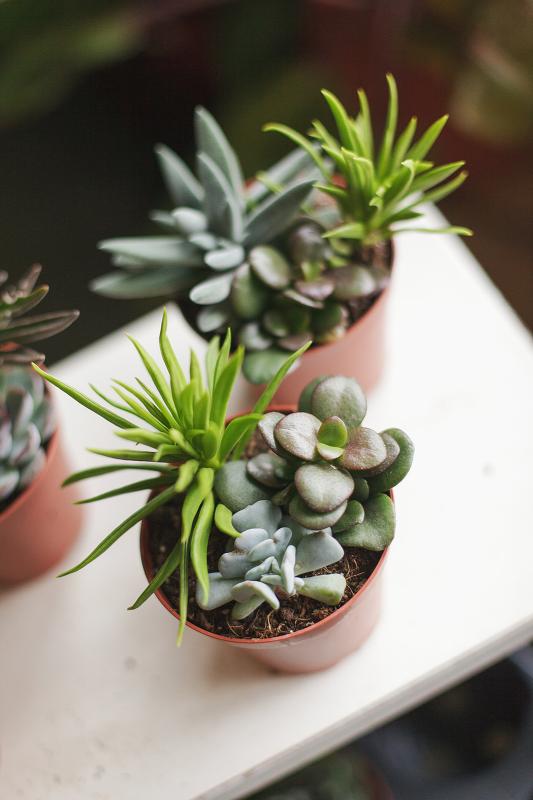 Суккуленты трио