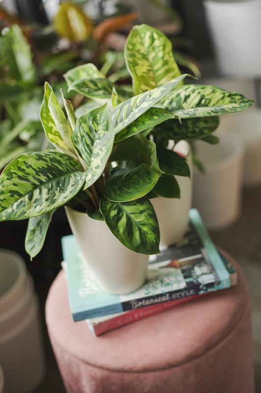 Хомаломена камуфляж