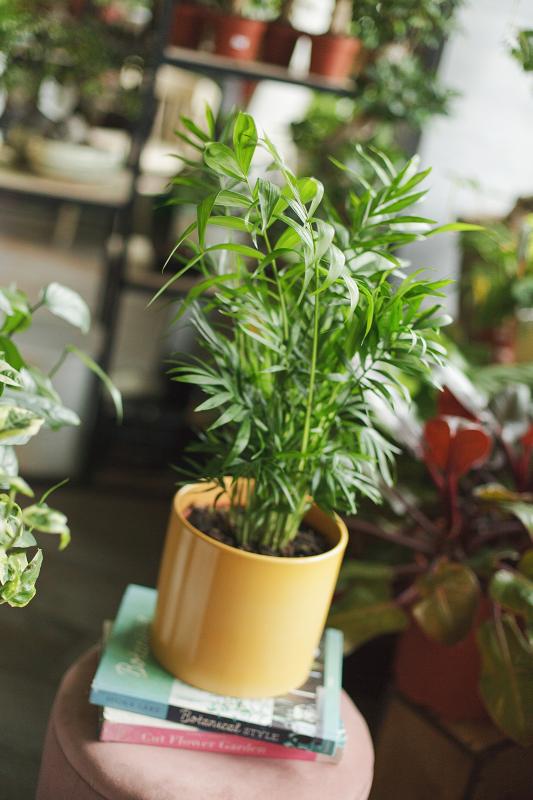 Хамедорея изящная / Chamaedorea elegans 17.60