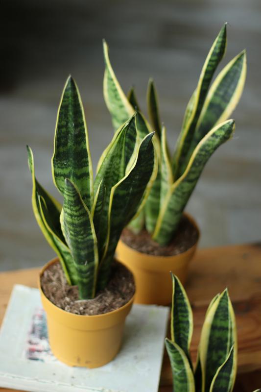 Сансевиерия Лауренти/ Sansevieria