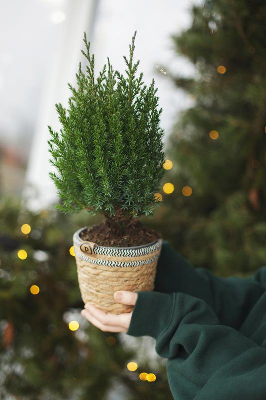 Можжевельник Стрикта 14.45