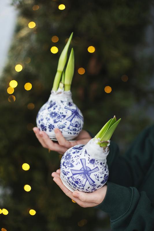 Амариллис в воске 1