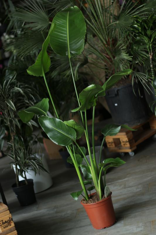 Стрелиция 'Николай' / Strelitzia 'Nikolai' 